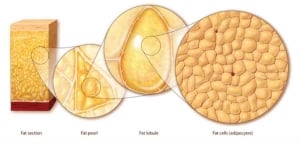 fat anatomy drawing